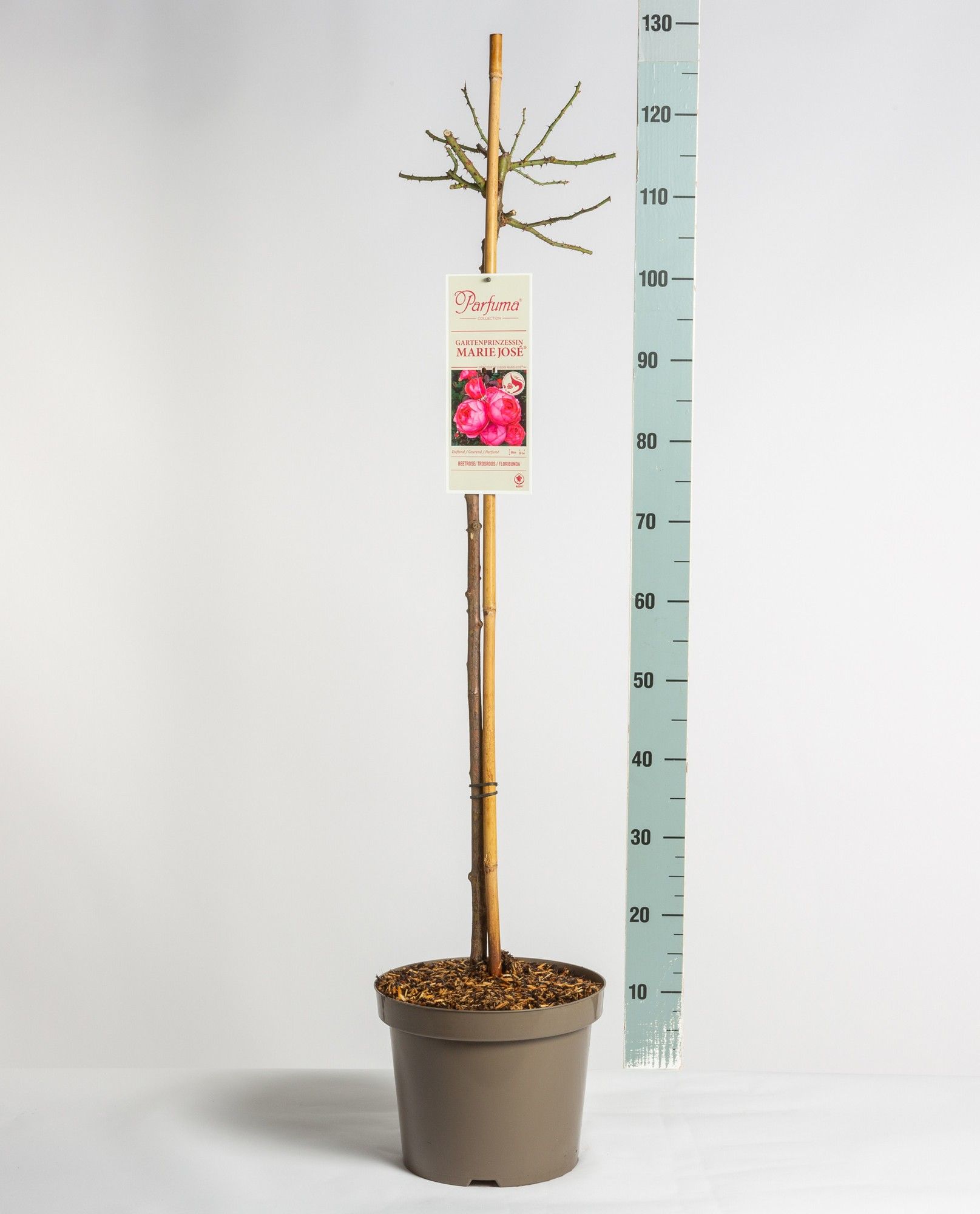 Rosa Parfuma (F) Gartenprinzessin Marie-José ®, stam 90, C7.5, D 26
