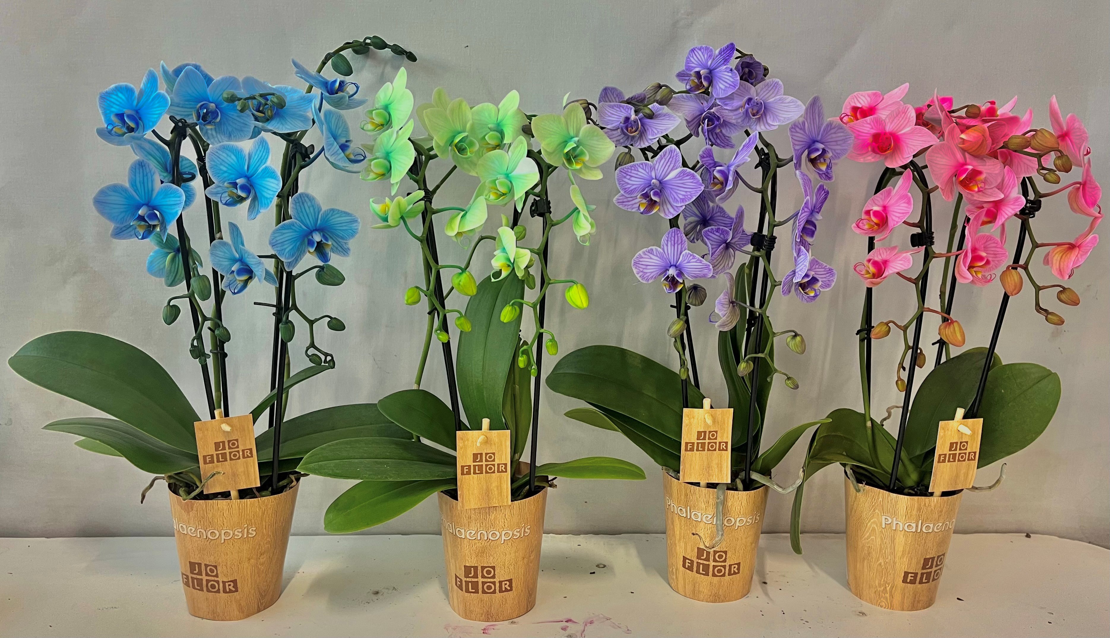 Cascade 2 tak mix 9cm, D 9