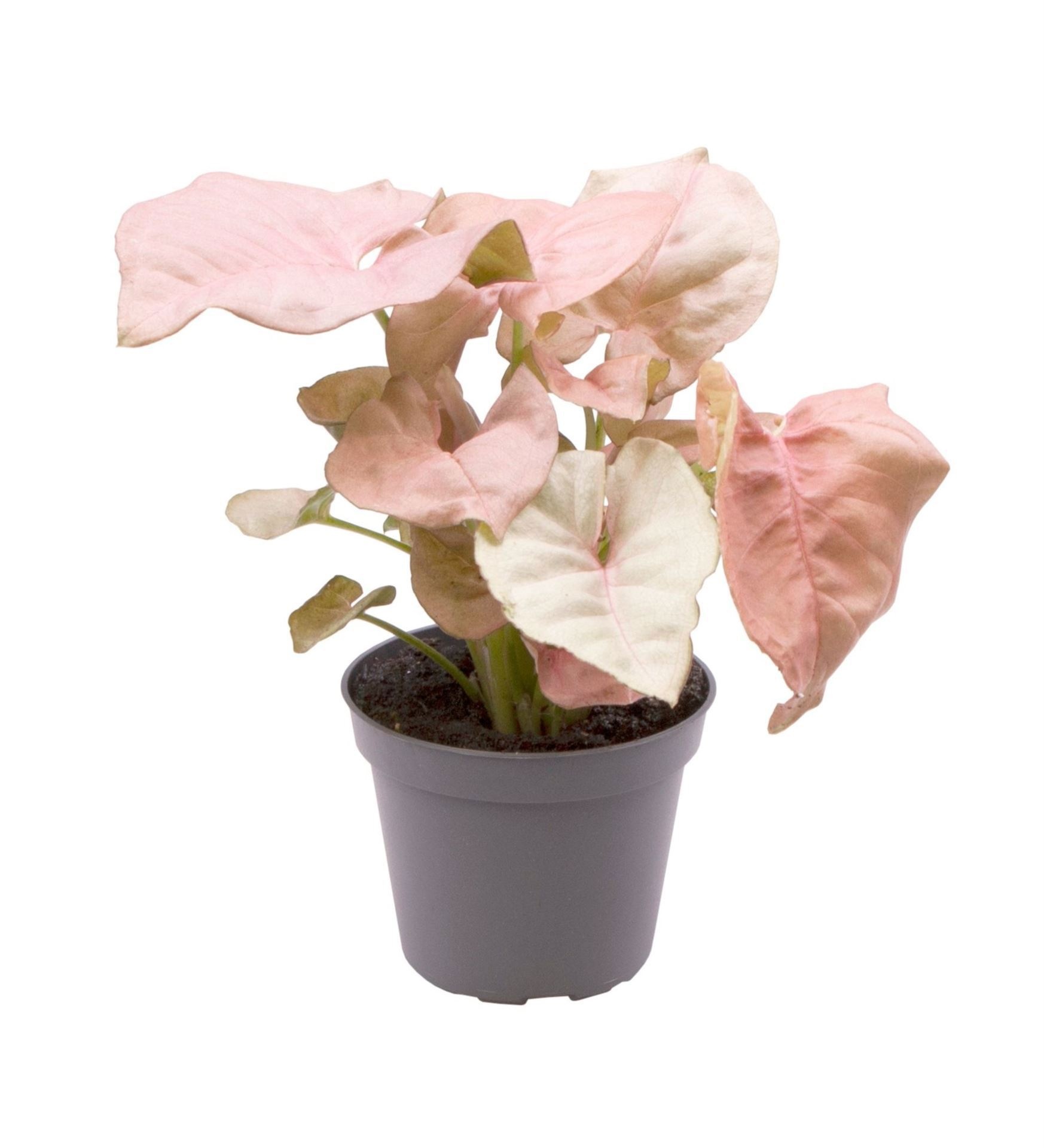 Syngonium Neon� 6 cm, D 6