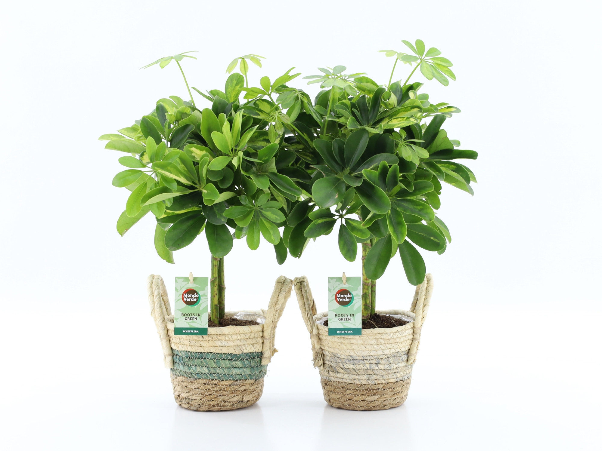 Schefflera Gold Capella in Noah Stripe, D 14