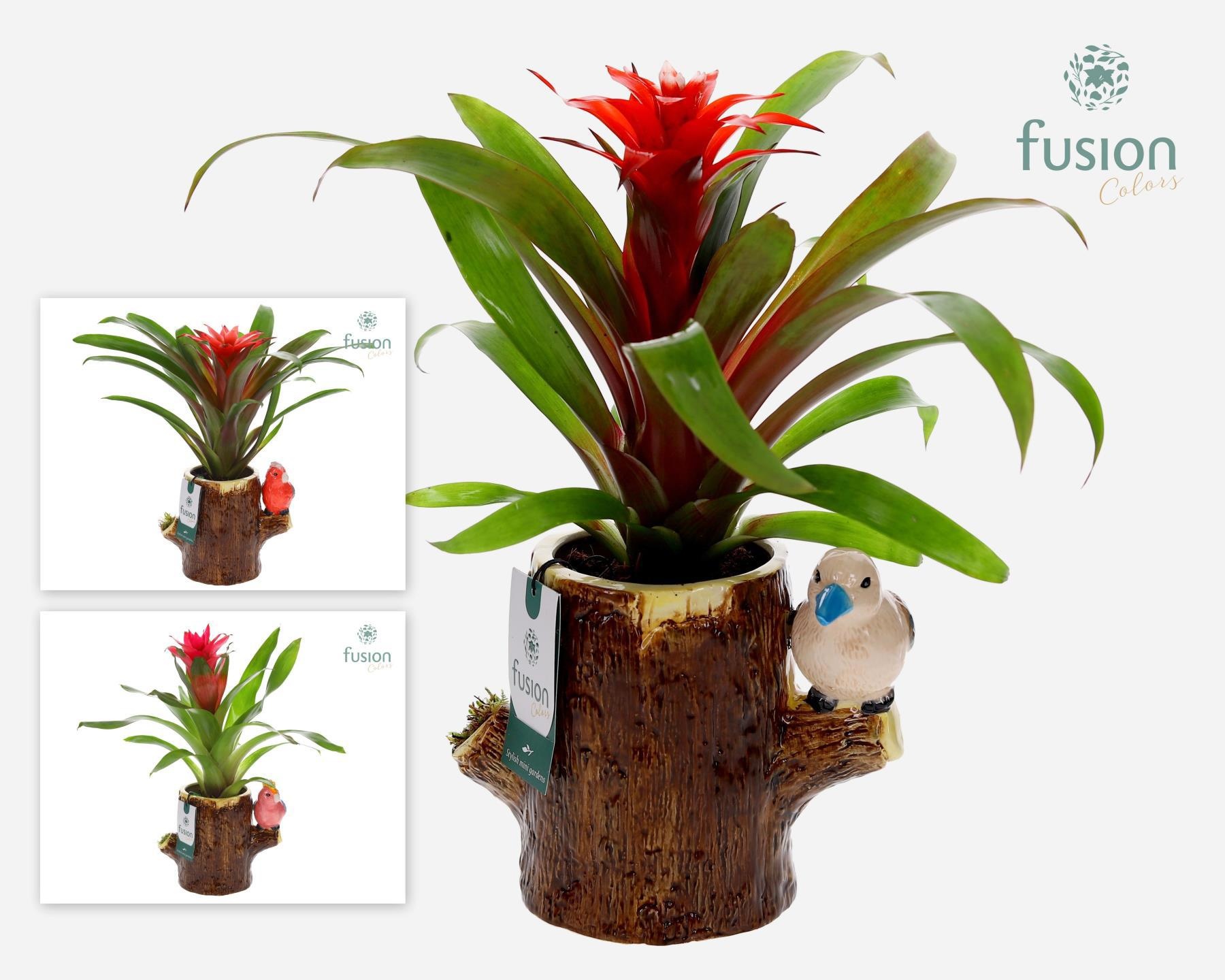 Keramiek boomstam planter met Guzmania, D 19