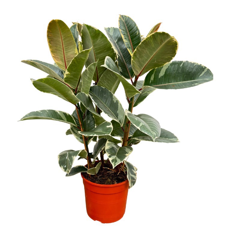 Ficus Elastica 'Tineke' toef - 80cm - 3PP, D 21