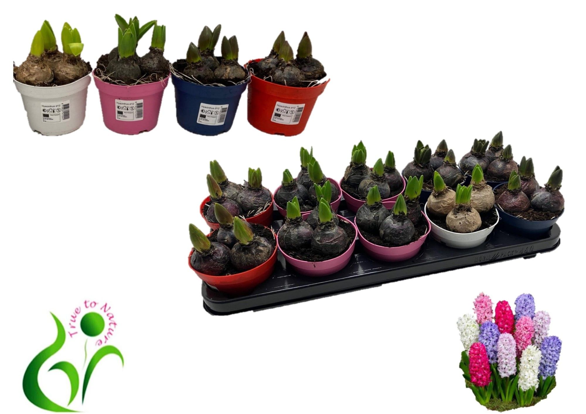 Hyacinten 4 kl. mix 12cm, D 12