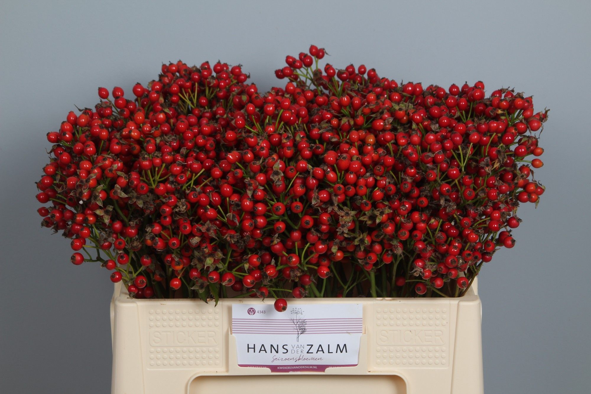 Рузботель Мэджикал Прайд 60, шт.