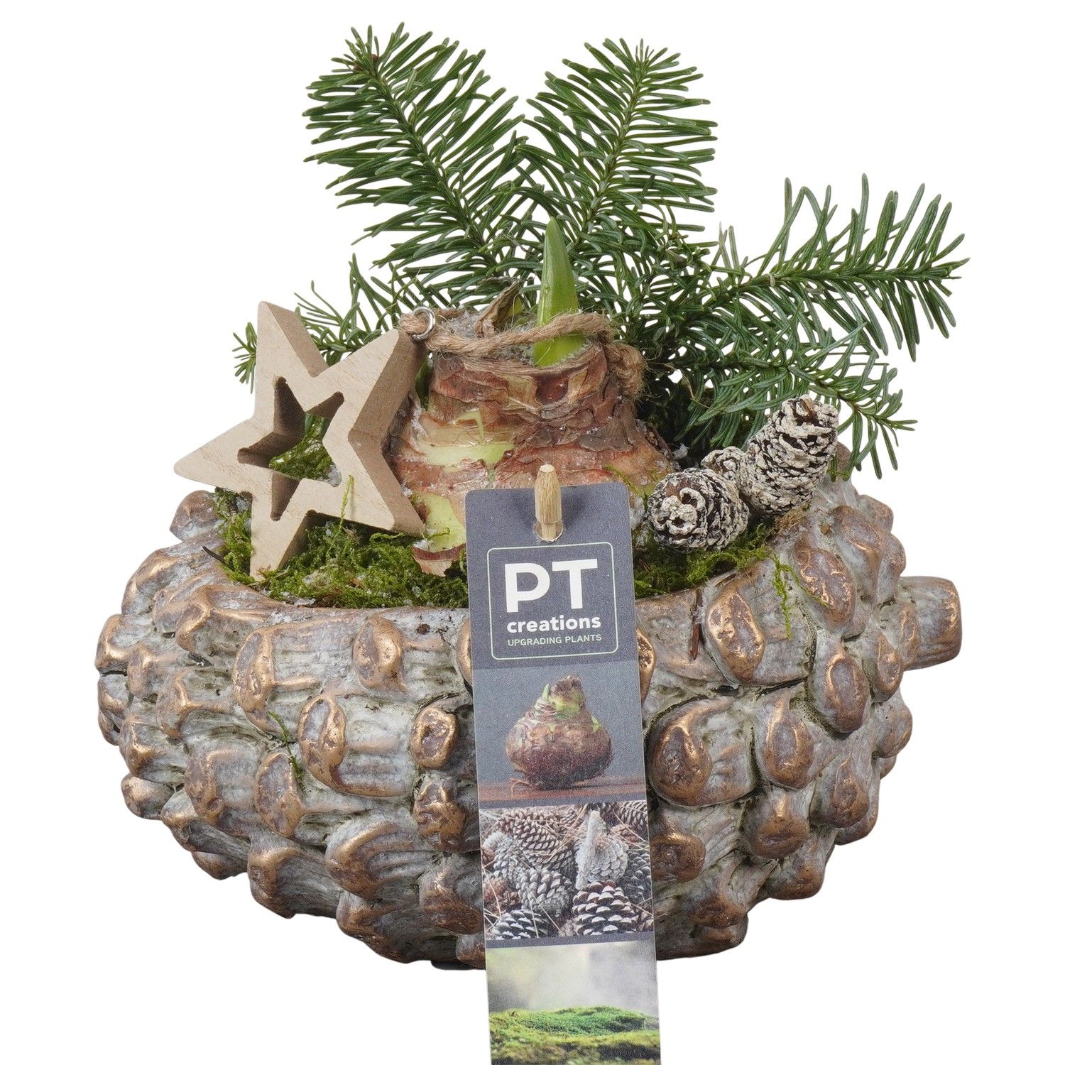 PTACH5851 Arrangement Amaryllis Christmas in beton pot, D 16 cm PTACH5851 Arrangement Amaryllis Christmas in beton pot, D 16 cm
