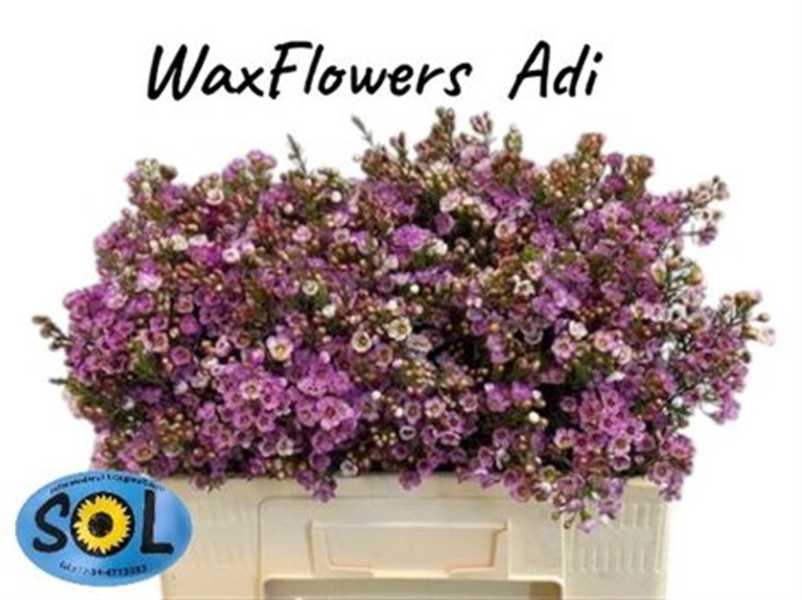 Шамелациум Ади 50 (роз.), шт.