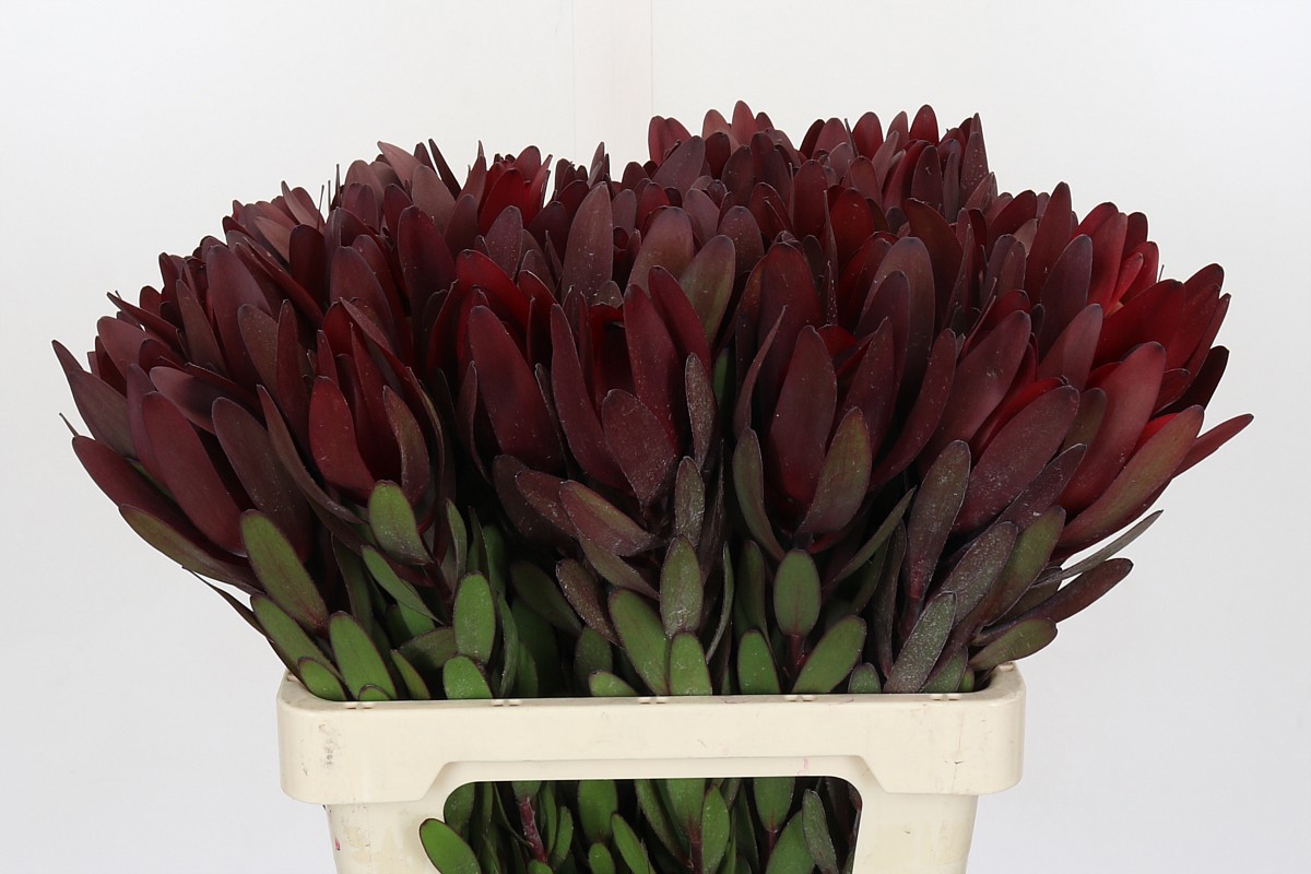 Леукадендрон Сафари Сансет 60 (красн.), шт.