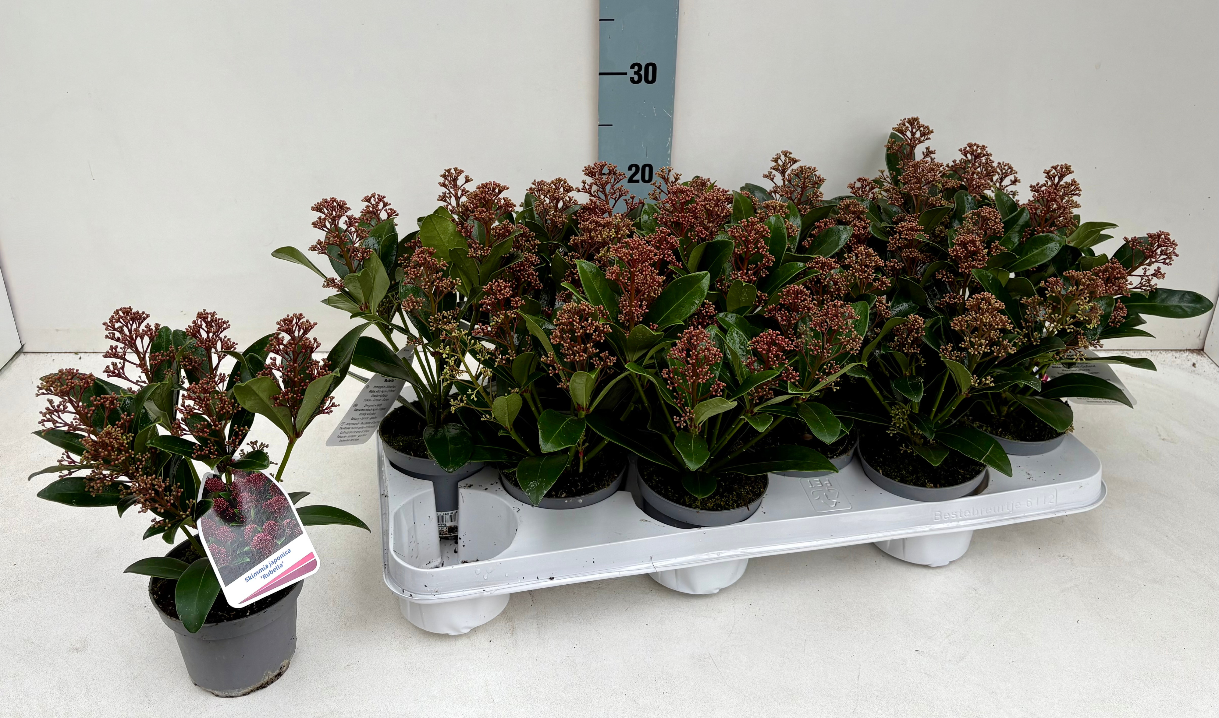 Skimmia Rubella 5+ Dolder 10T, D 10