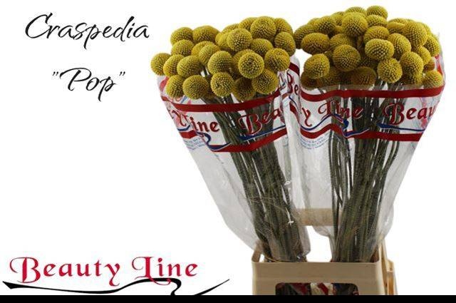 Краспедия Пейнтбол Поп 75 (желт.), шт.