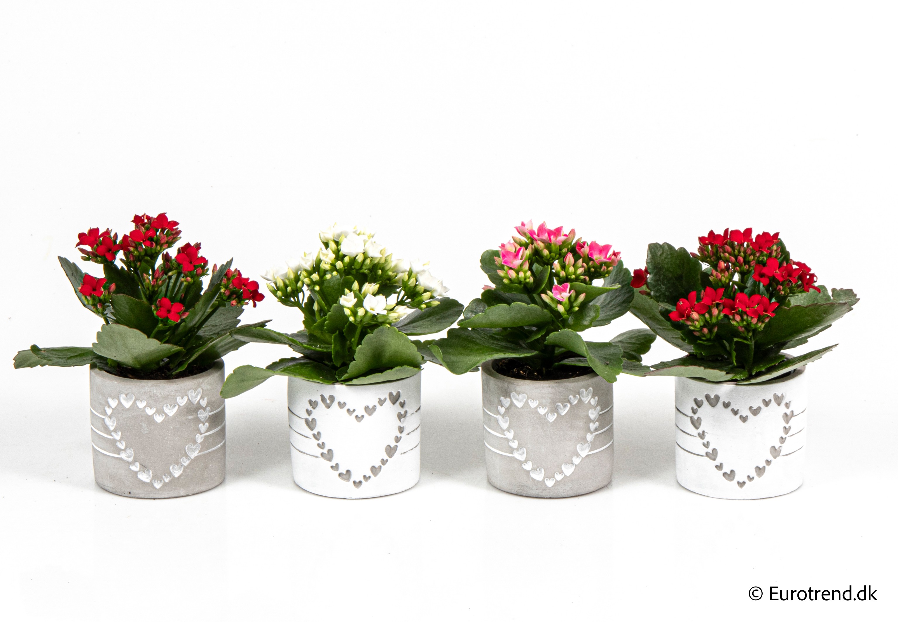 Kalanchoe in Valentine ceramic 2026, D 6