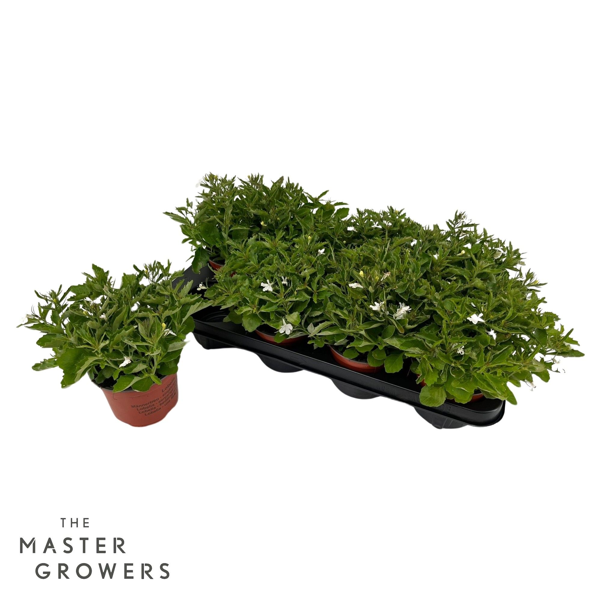 Lobelia Snow White 12 cm, D 12