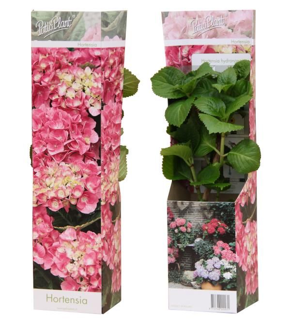 Hortensia macrophylla 'Early Pink', D 10,5