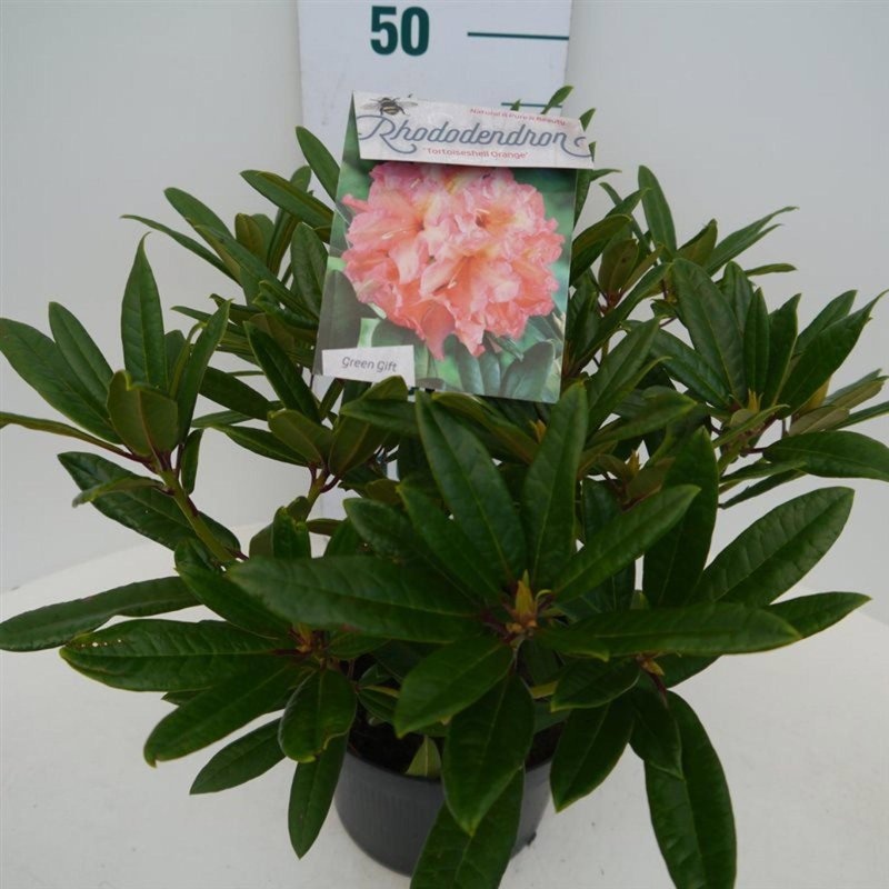 Rhododendron 'Tortoiseshell Orange', oranje, D 23