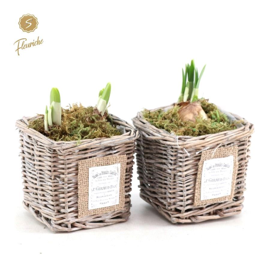 (1408) Narcissus Willow Basket Square [M] Mos, D 10 cm