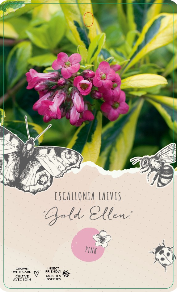 Escallonia 'Gold Ellen' pbr, D 19