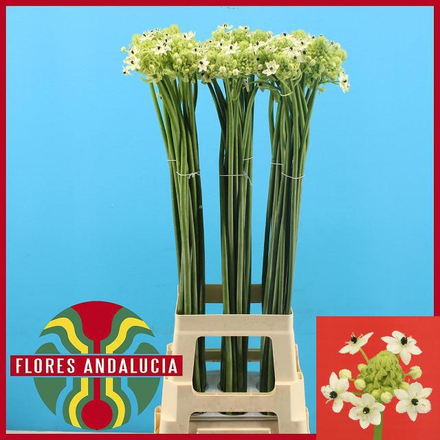 Орнитогалум Сандерс 90, шт.