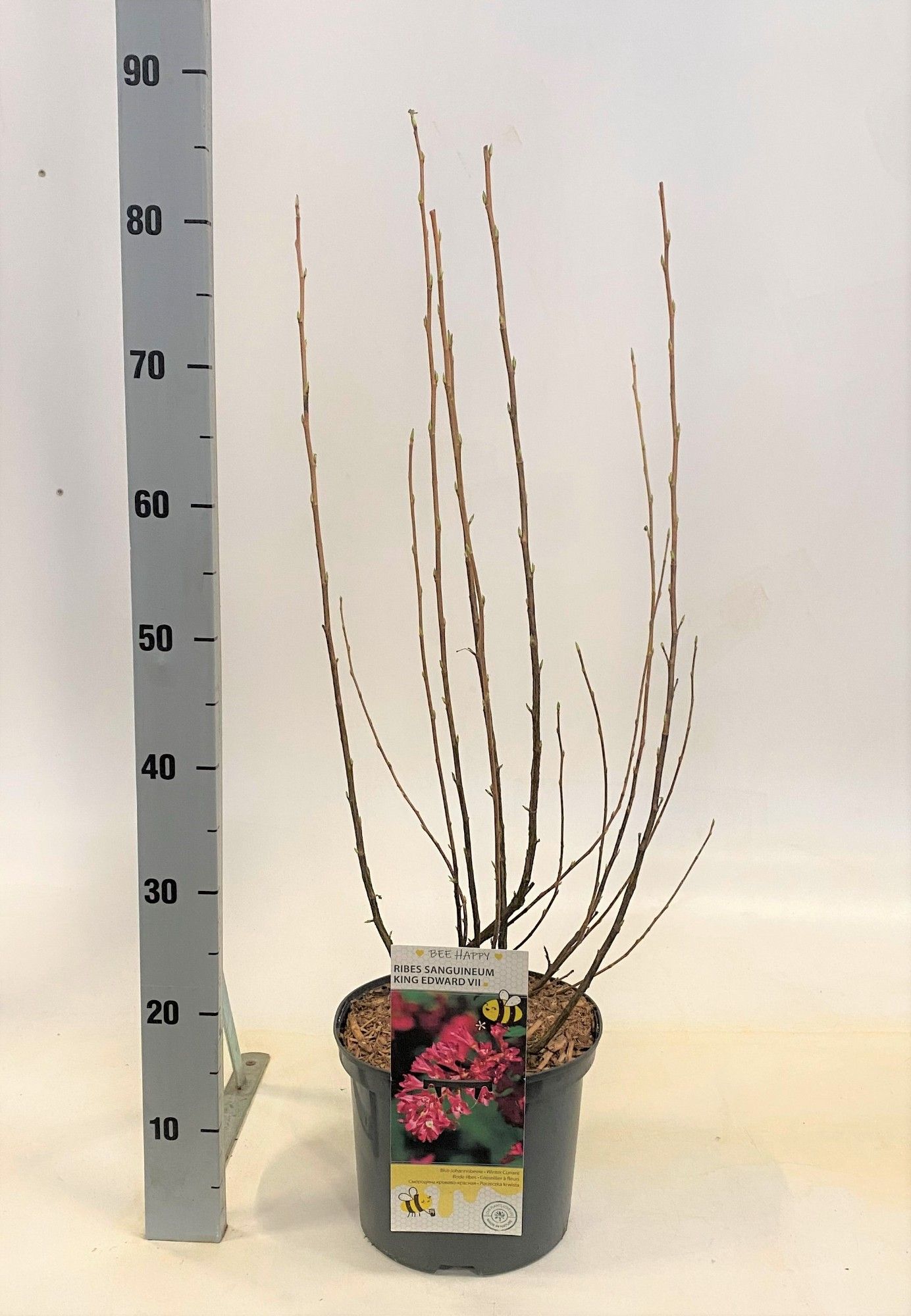 Ribes Sanguineum King Edward VII, D 23
