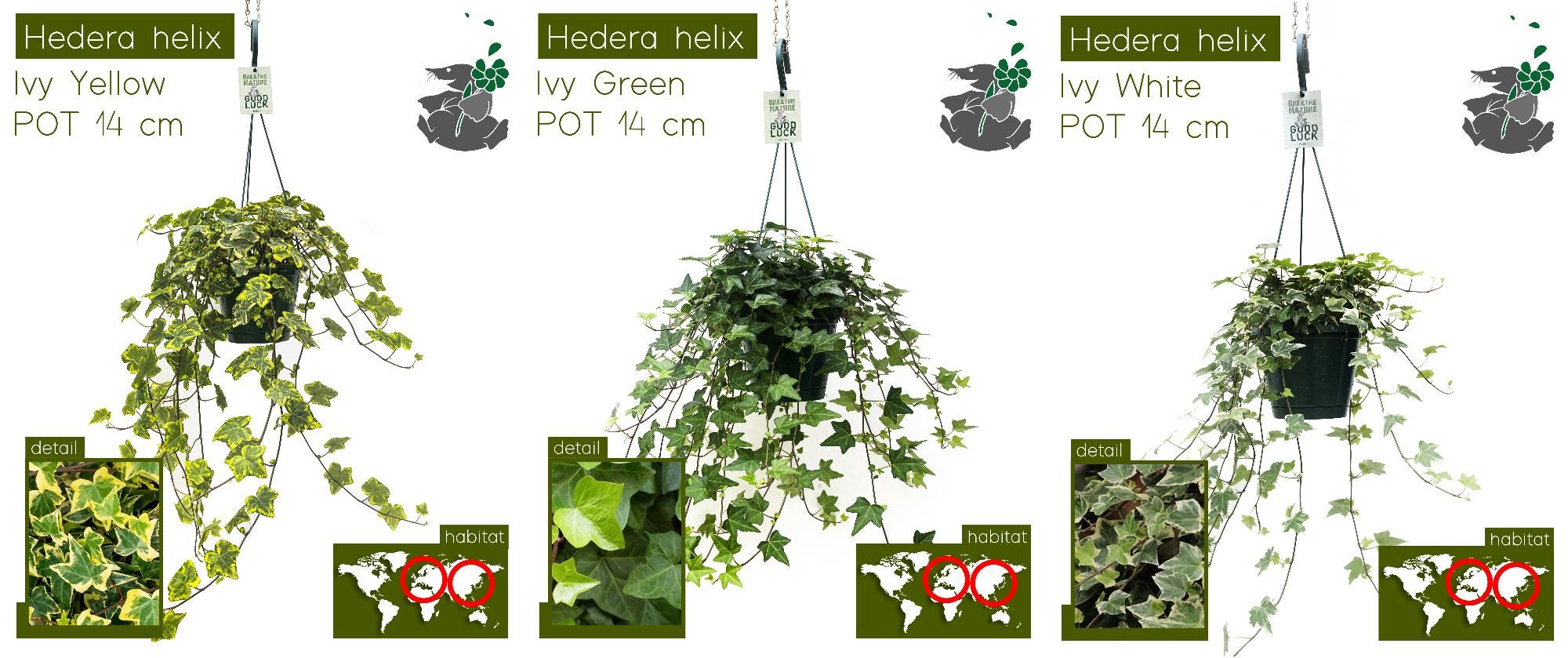 Hedera Helix MIX HP14, D 14