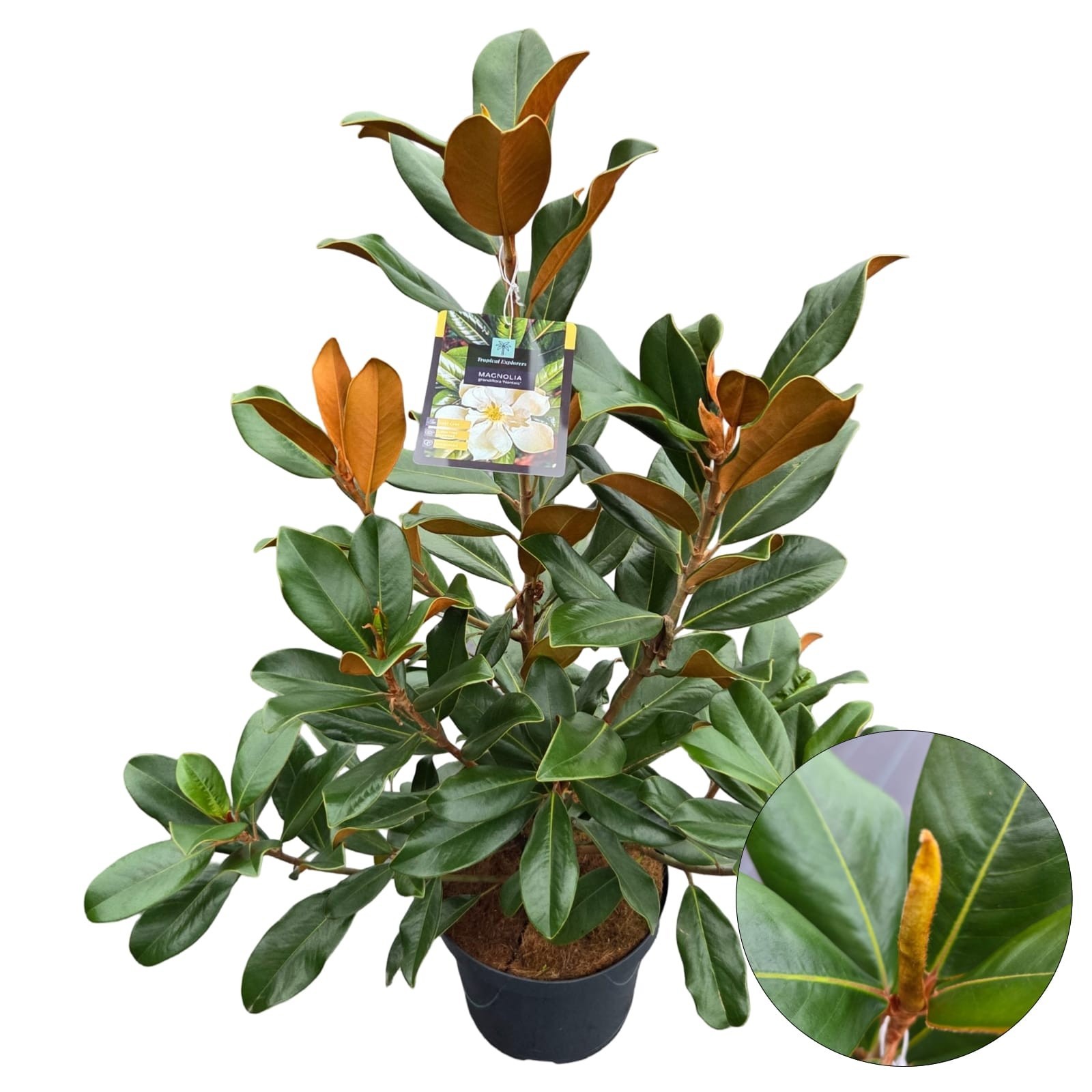 Magnolia Grandiflora 'Nantais', D 26