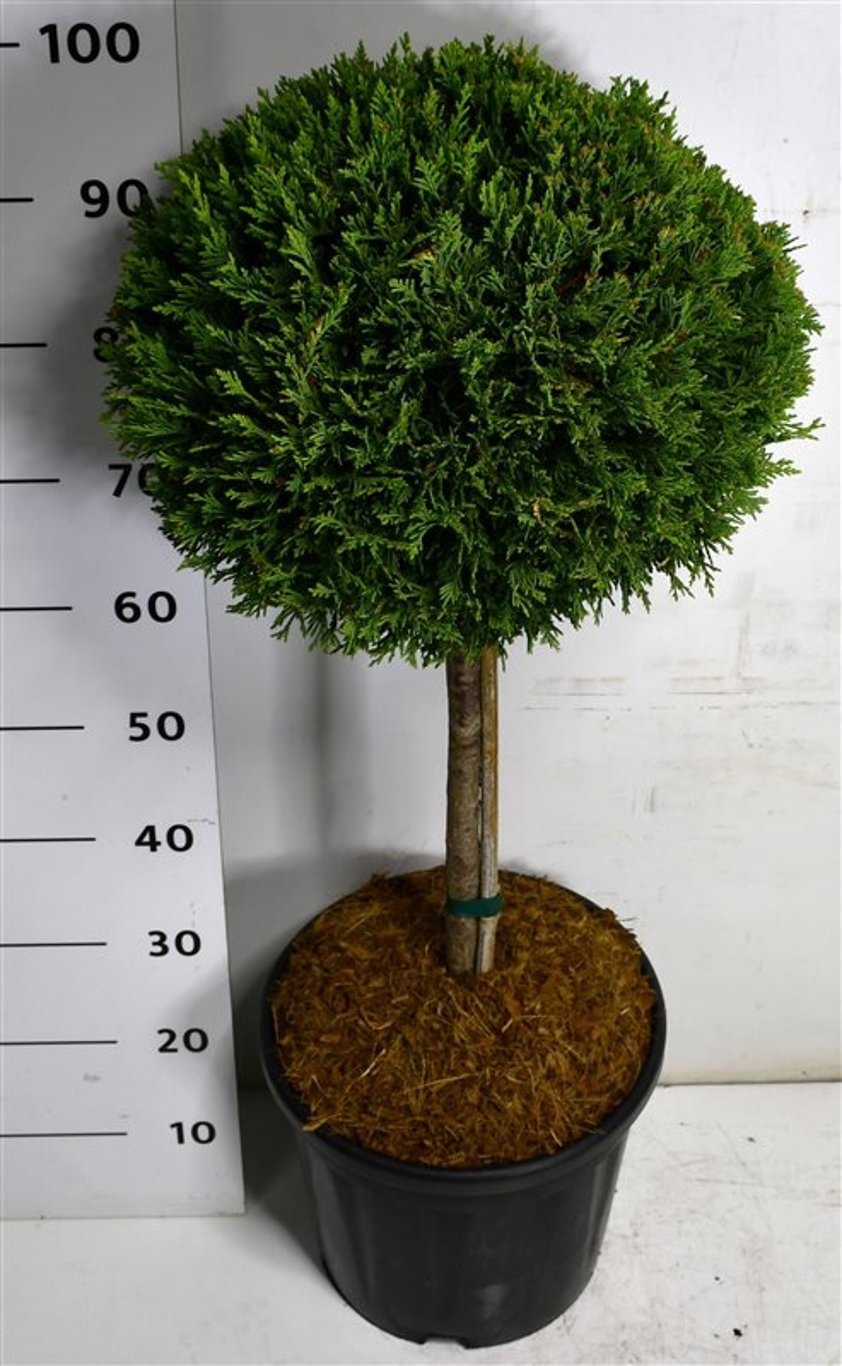 Cupressocyparis l. 'Castlewellan Gold', D 38