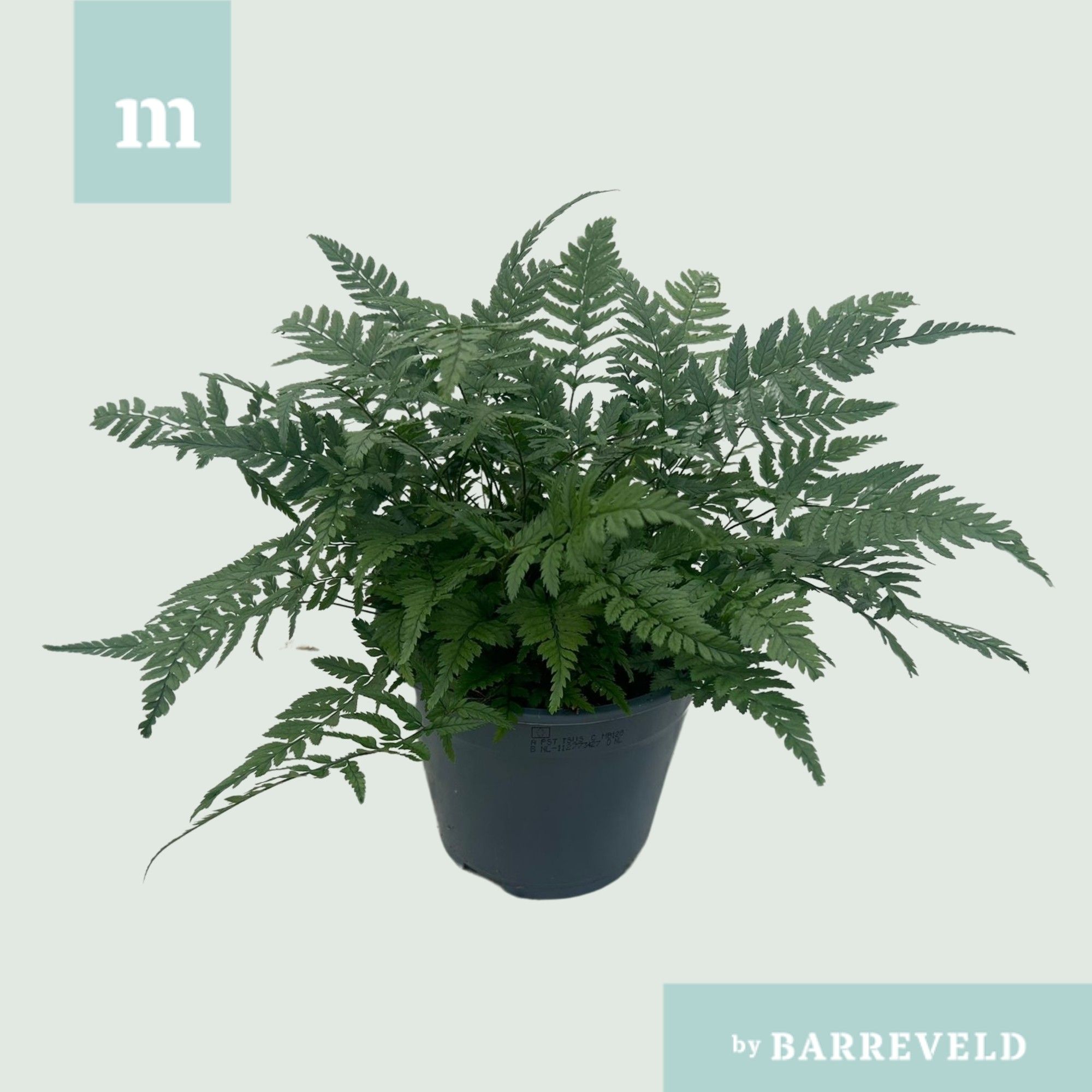 Polystichum tsussimense 'Korean Rock Fern' 14cm (Buiten varen, Garden Fern), D 14