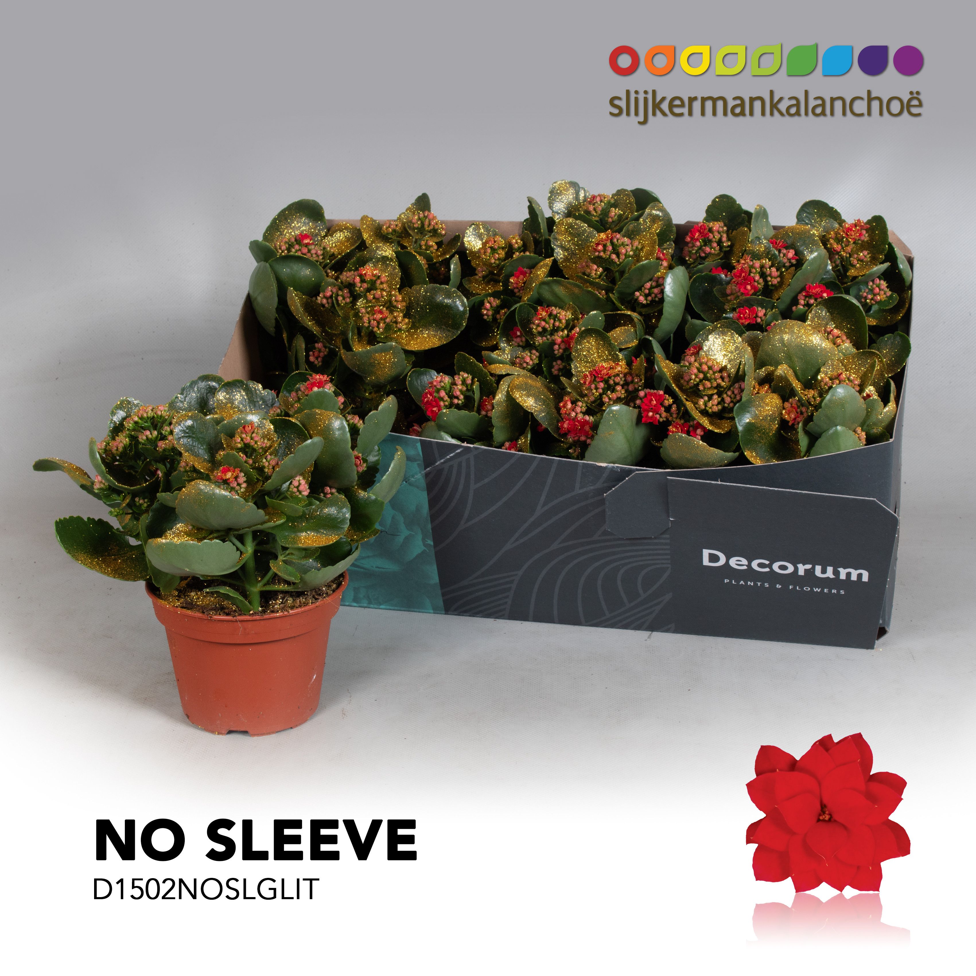 Kalanchoe No Sleeve - Red with glitter - kerst, D 15 cm Kalanchoe No Sleeve - Red with glitter - kerst, D 15 cm