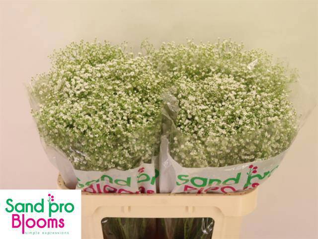 Гипсофила Дискавери 70, шт.