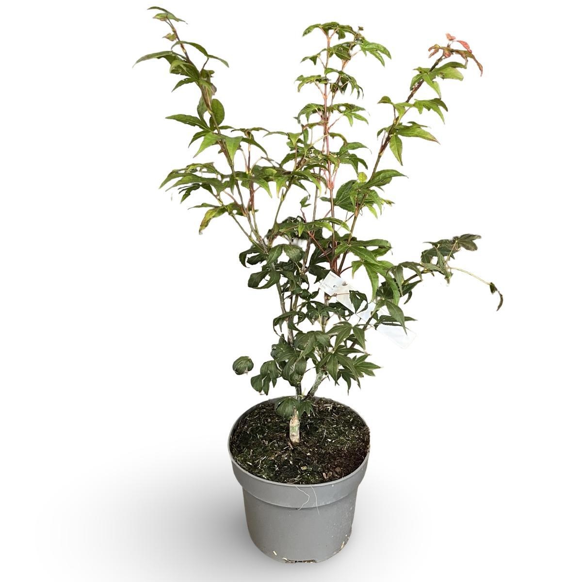 Acer palmatum, D 21 cm