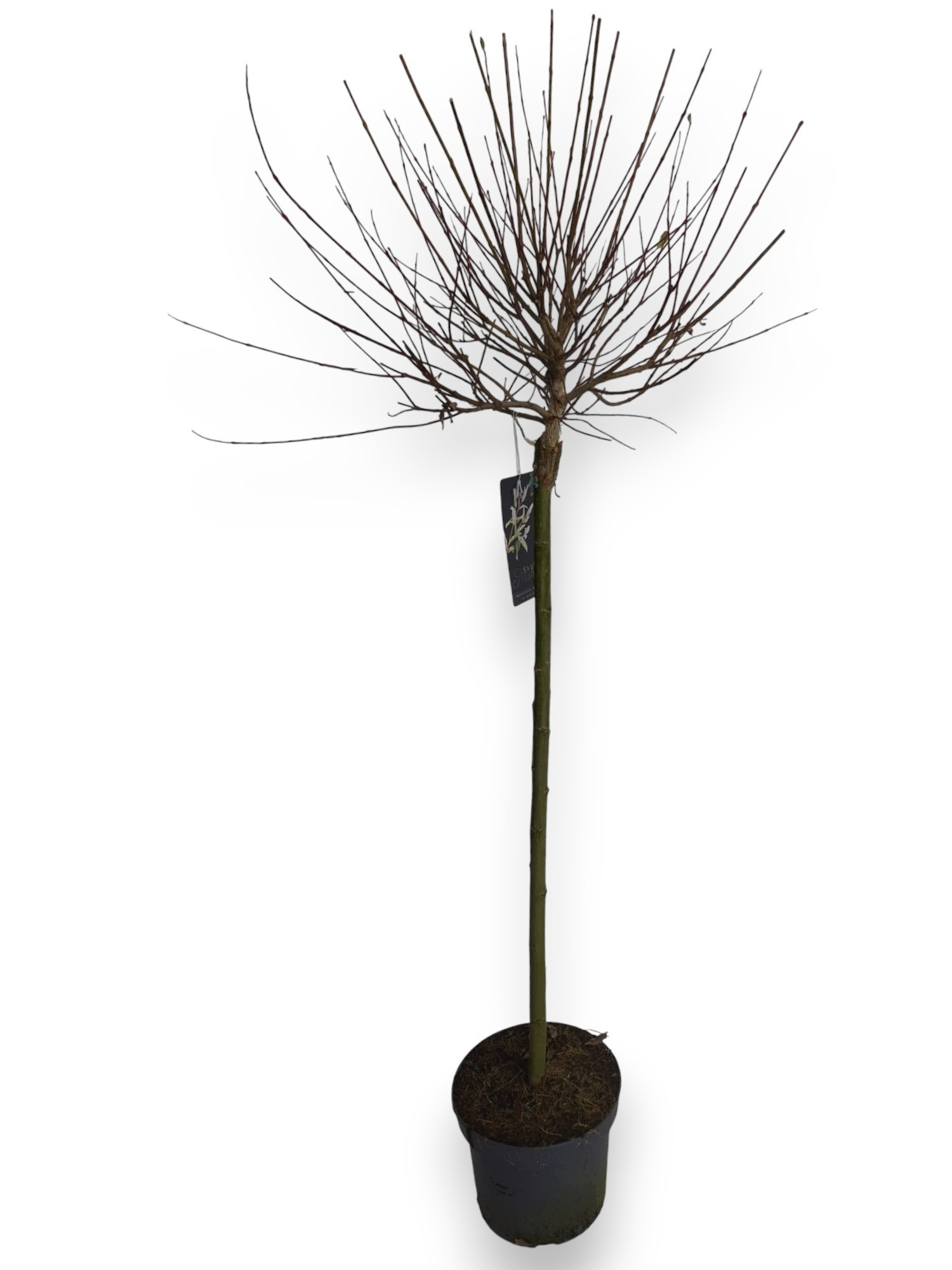 Salix integra 'Hakuro Nishiki' 80cm stam C5/P23, D 23