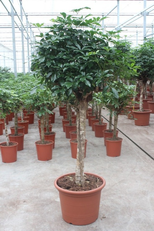 Schefflera arboricola 'Compacta', D 50