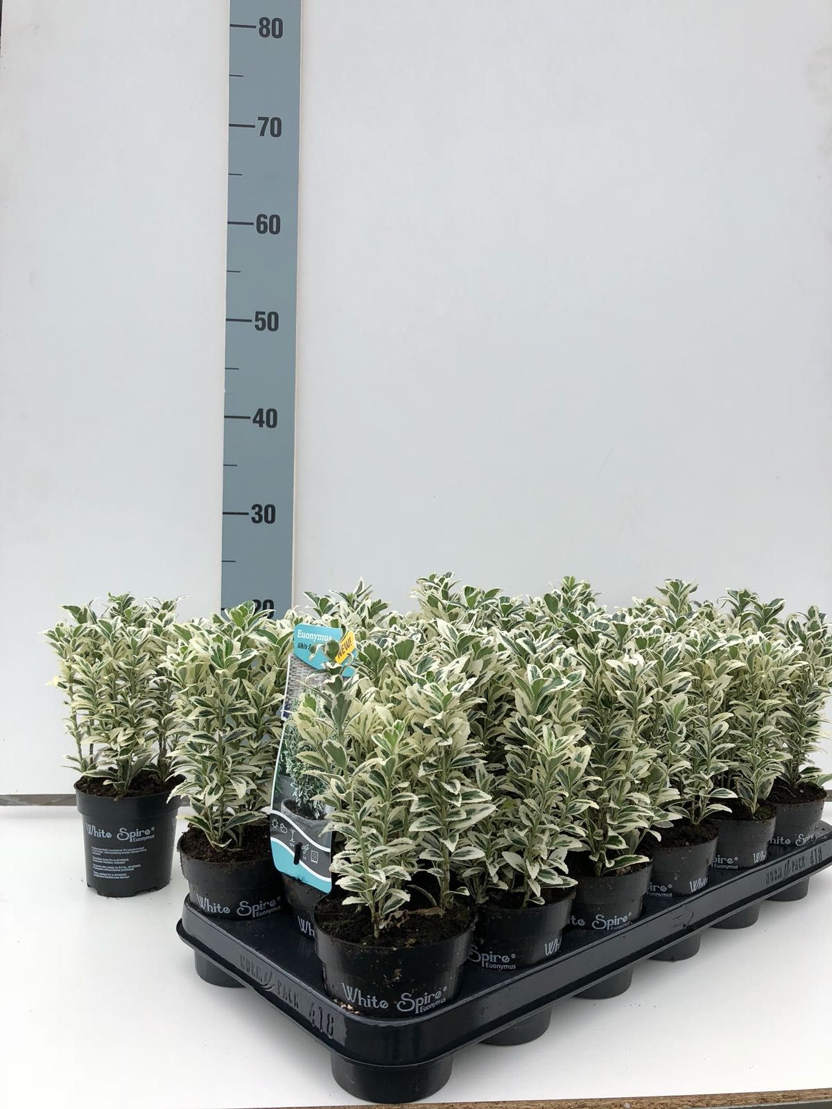 Euonymus jap. 'White spire' ®, D 9