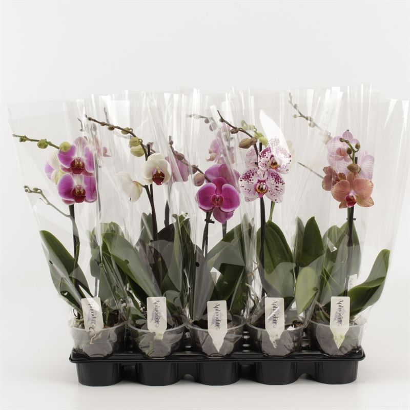 Phalaenopsis gemengd 1 Tak Mix Compact, D 12 cm