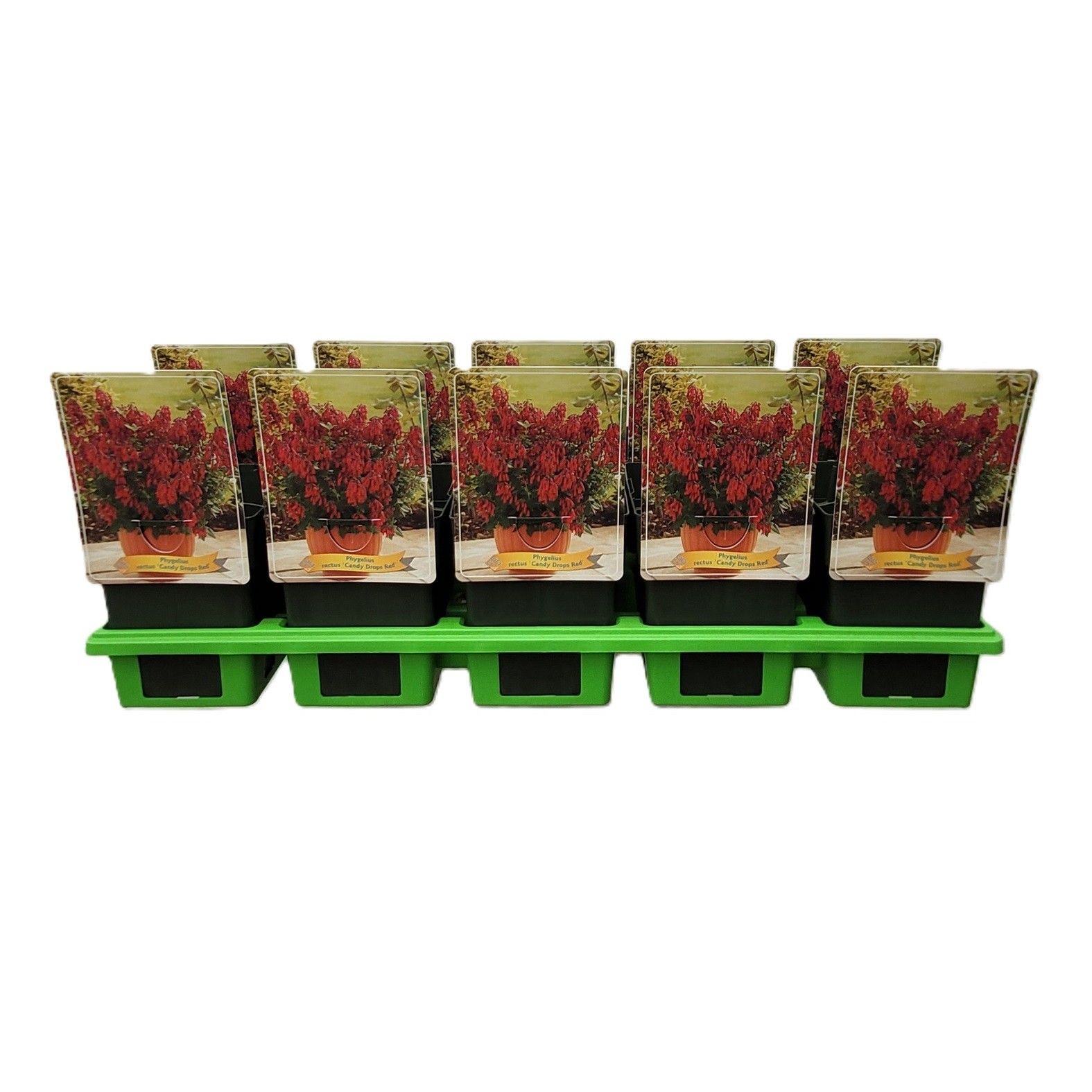 Phygelius rectus 'Candy Drops Red' P11, D 11 cm