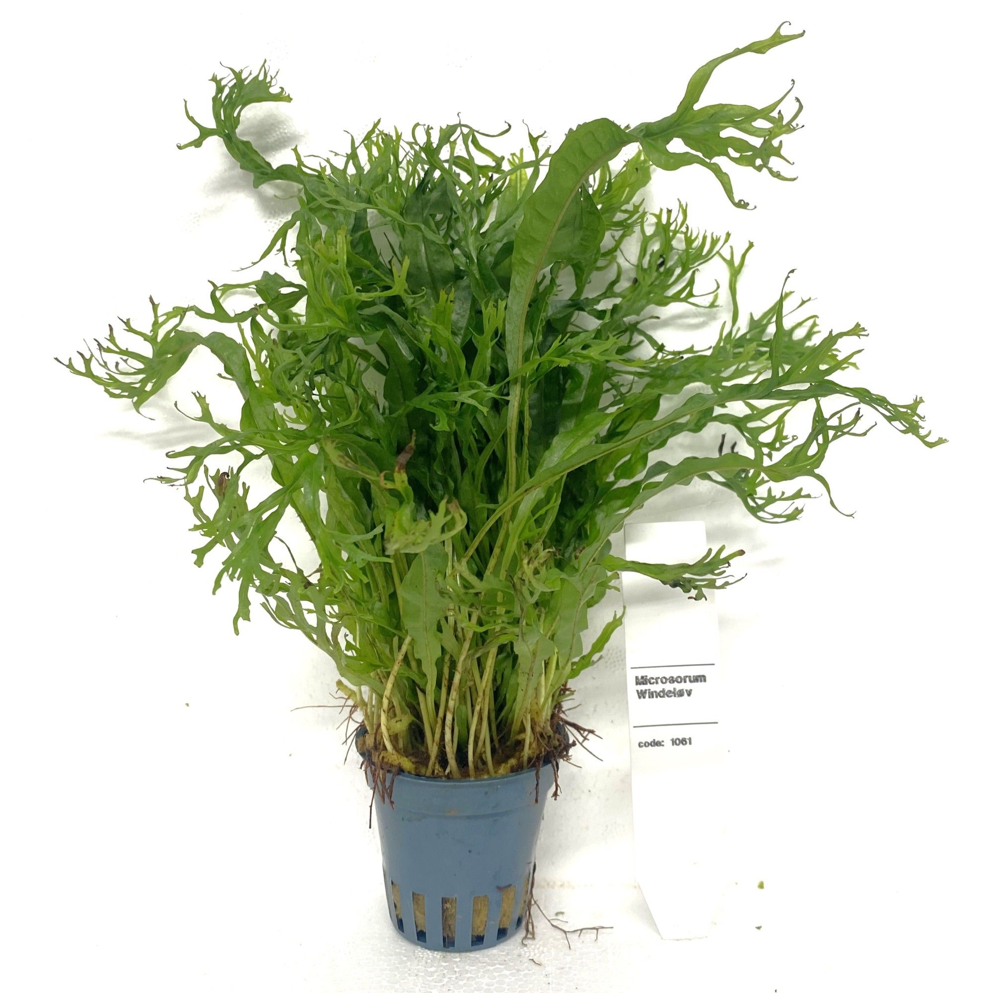 Microsorium windelov, D 5