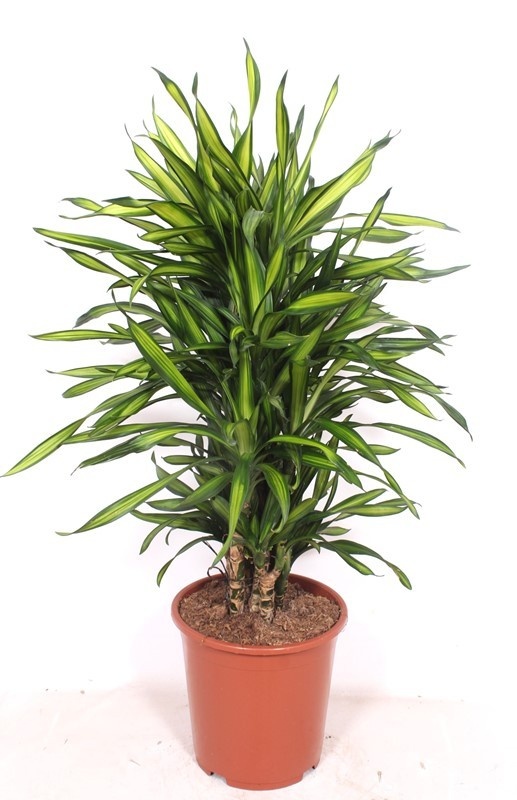 Dracaena Riki, D 27