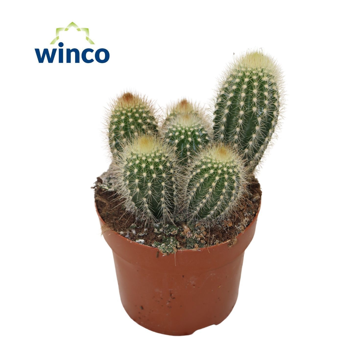 Pilosocereus Chrysotele, D 10,5