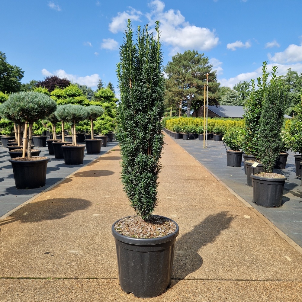 Taxus baccata 'Fastigiata', D 32 cm