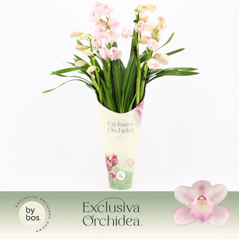 Cymbidium, Pink Bell 4-spike 'Exclusiva Orchidea' Potcover, D 12