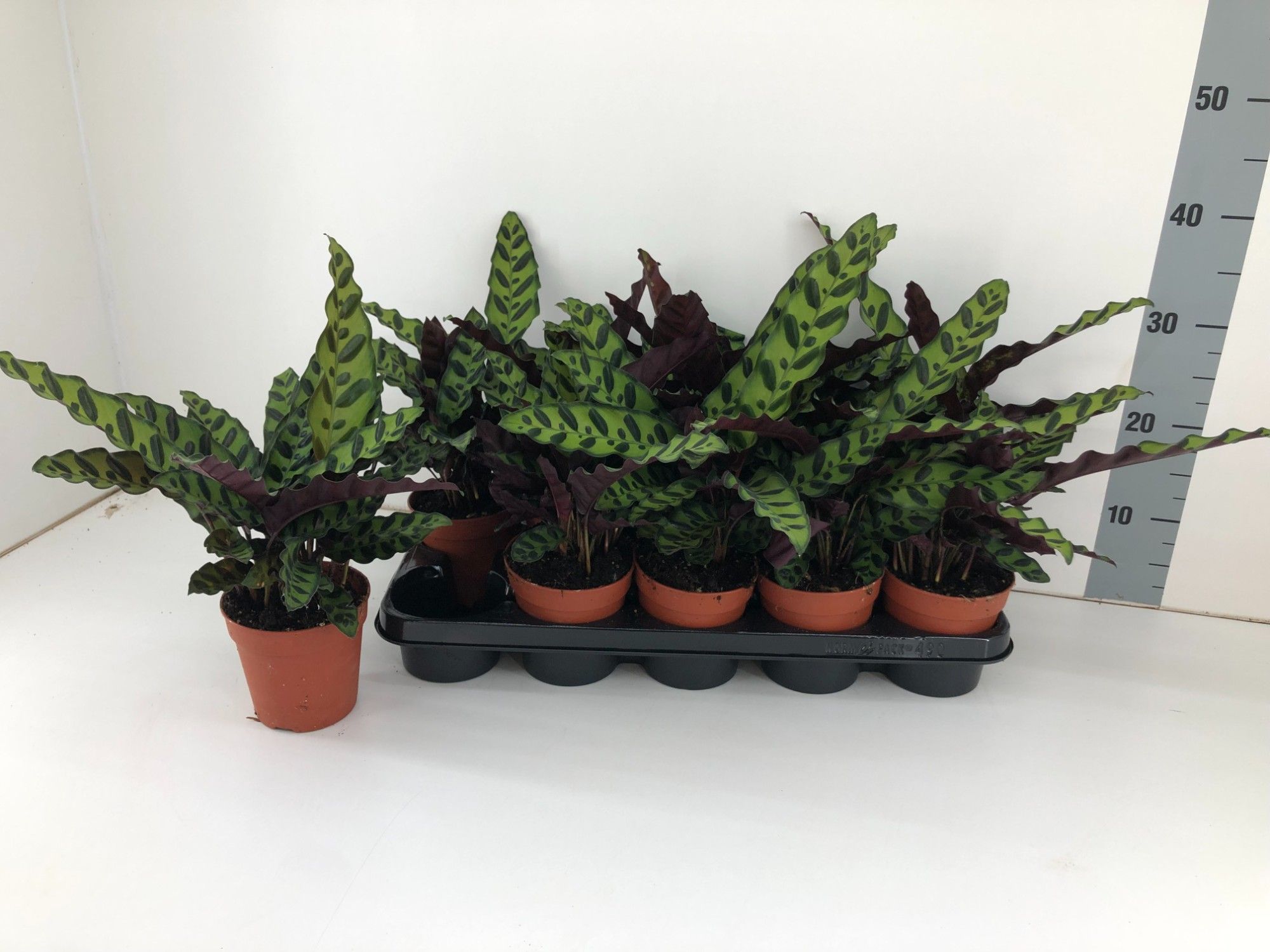 Calathea Insignis P12, D 12