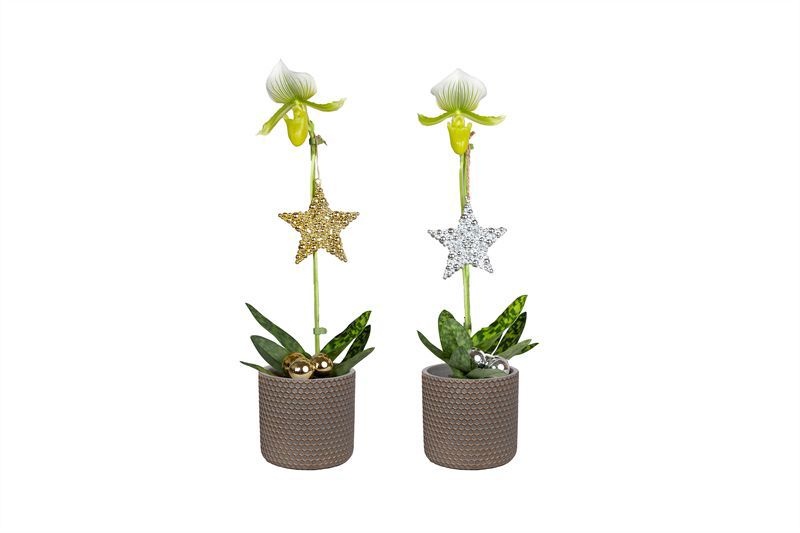 Betonpot p09 Joyce Paphiopedilum Femma 1bl ( PP ), D 9