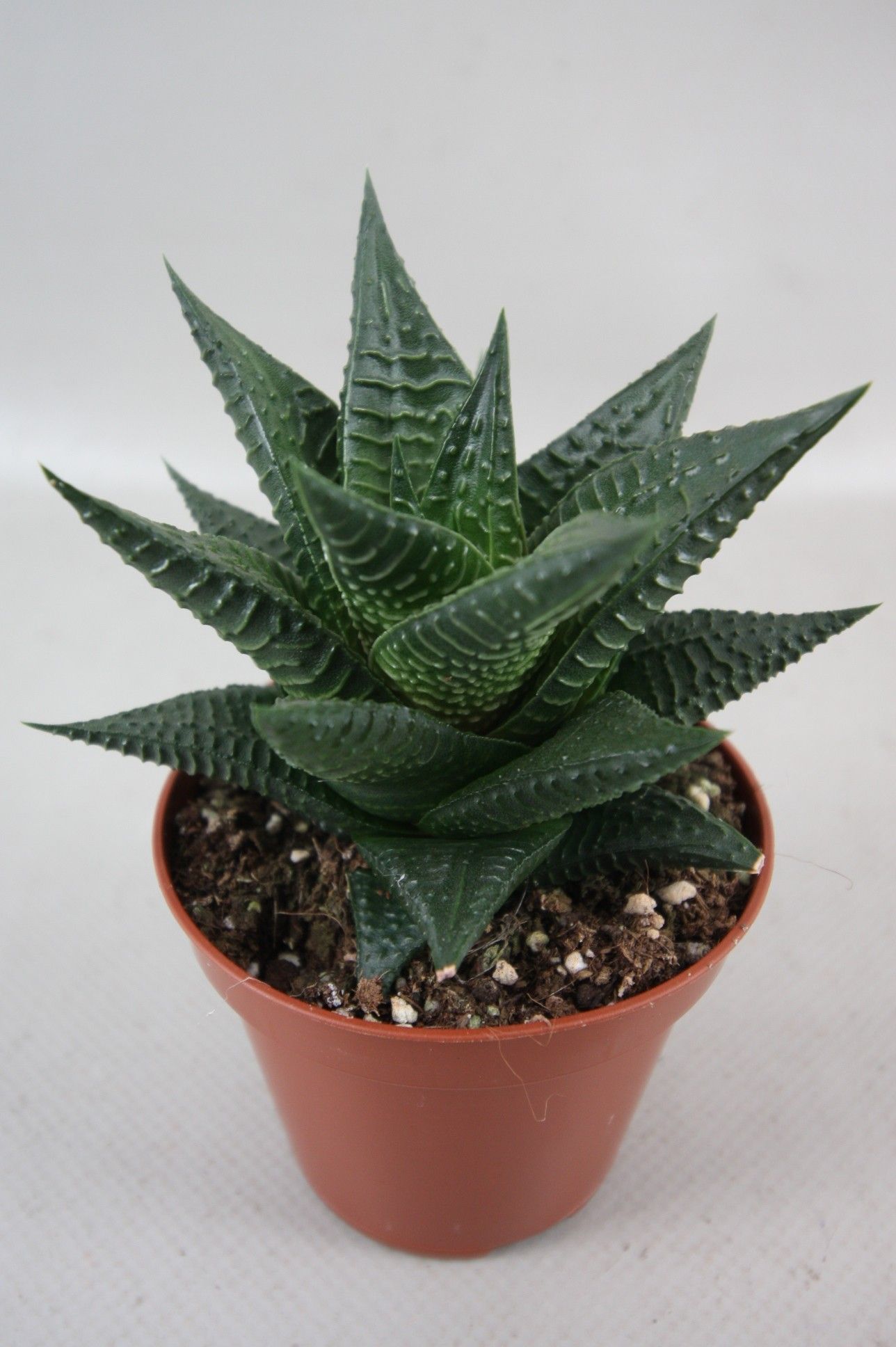 62 Limifolia 8,5 cm, D 8,5