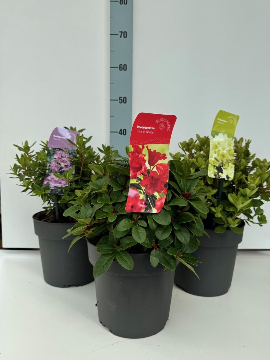 Rhododendron Gemengd, D 21