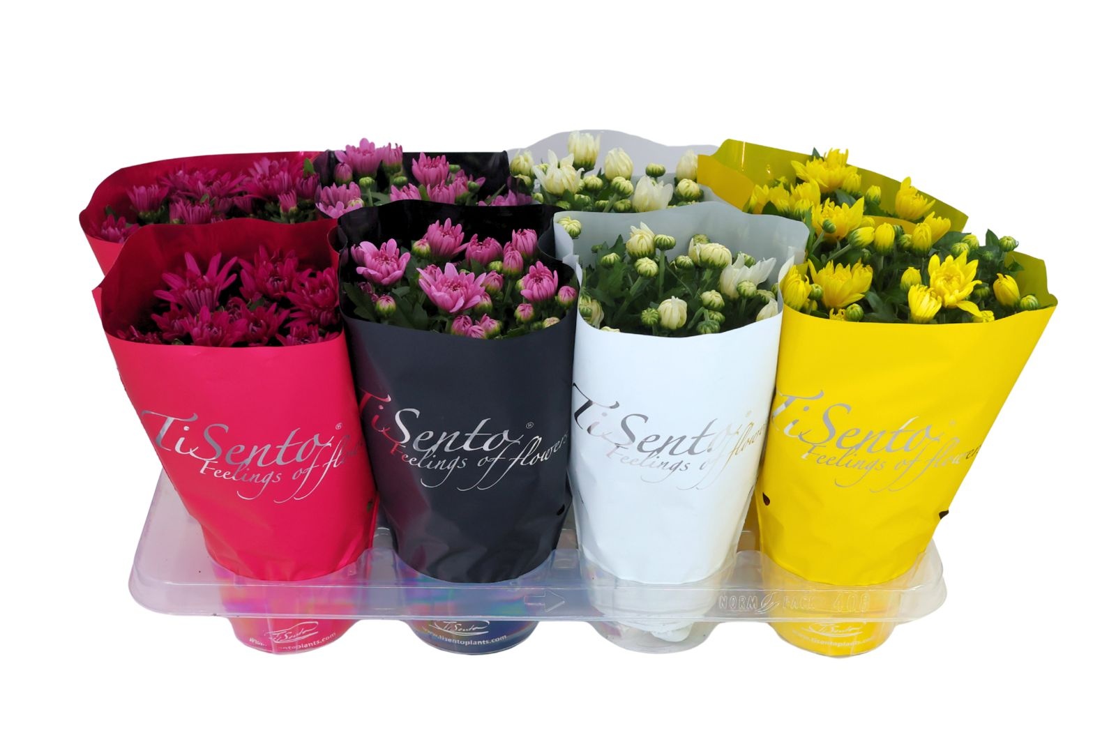 Chrysant 13 cm - Mix okt, D 13 cm Chrysant 13 cm - Mix okt, D 13 cm