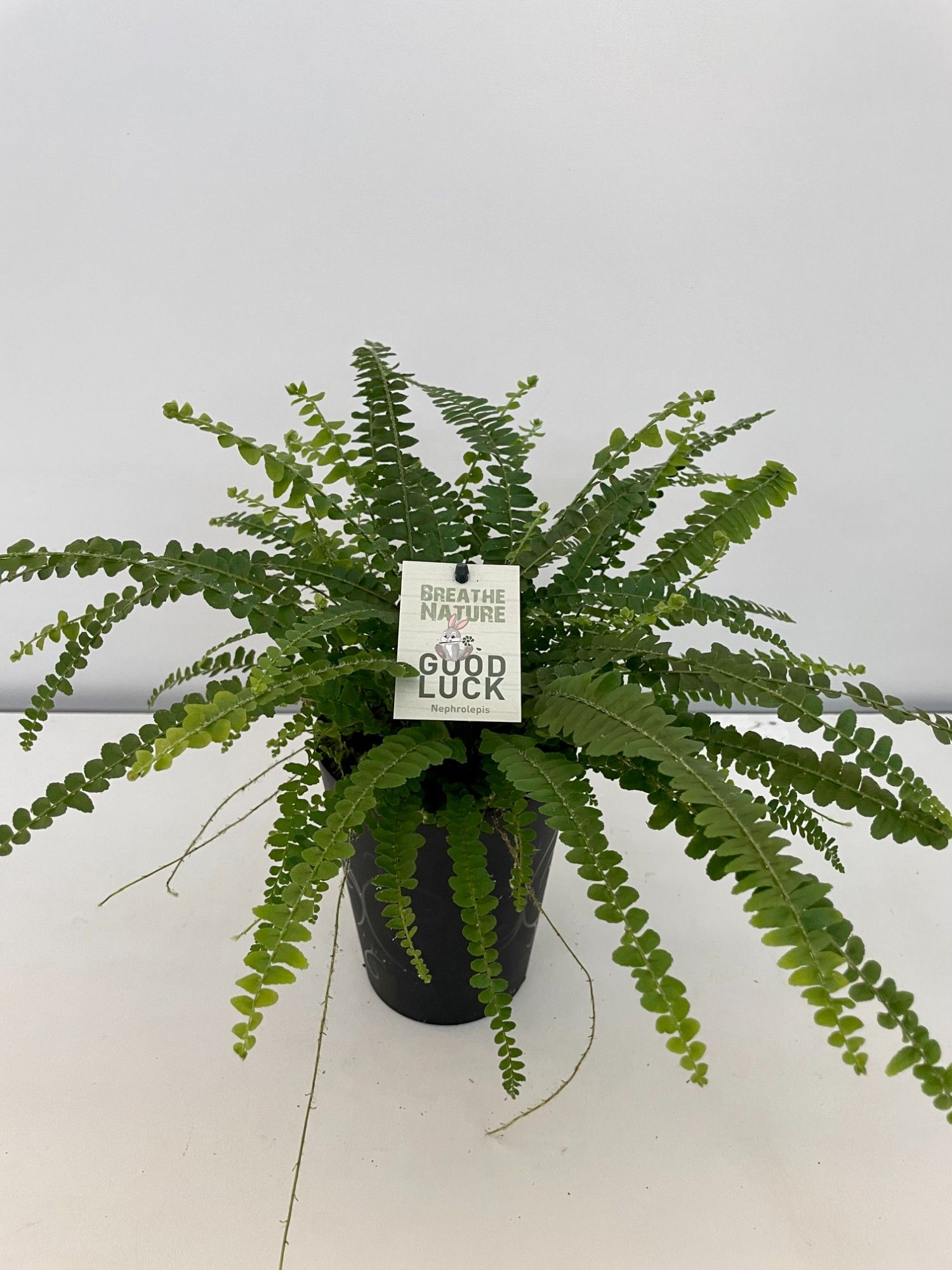 Nephrolepis Duffy HP14 met decoratie pot, D 14