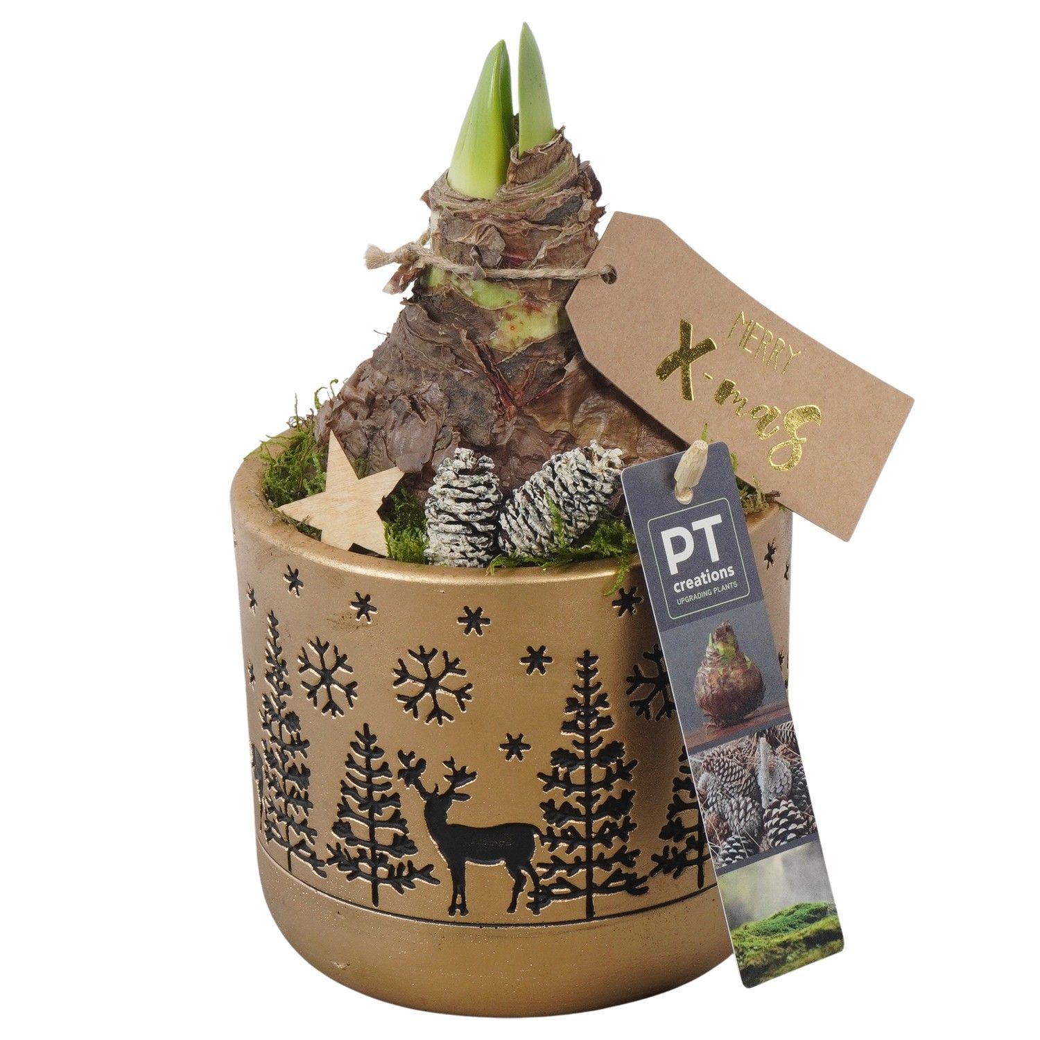 PTACH5839 Arrangement Amaryllis Christmas in beton pot, D 12 cm PTACH5839 Arrangement Amaryllis Christmas in beton pot, D 12 cm