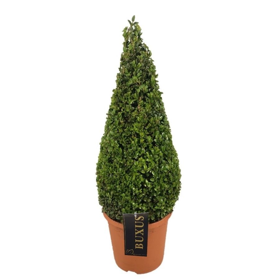 Buxus sempervirens Pyramiden p22 (th) 50-60 ©, D 22