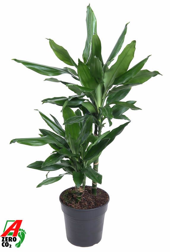 Dracaena Janet Lind 30-10, D 19