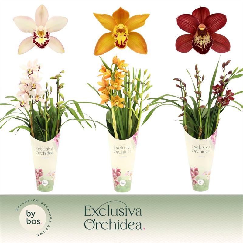 Potcover p12 exclusiva orchidea Cymbidium p12 mix 3T15+, D 12