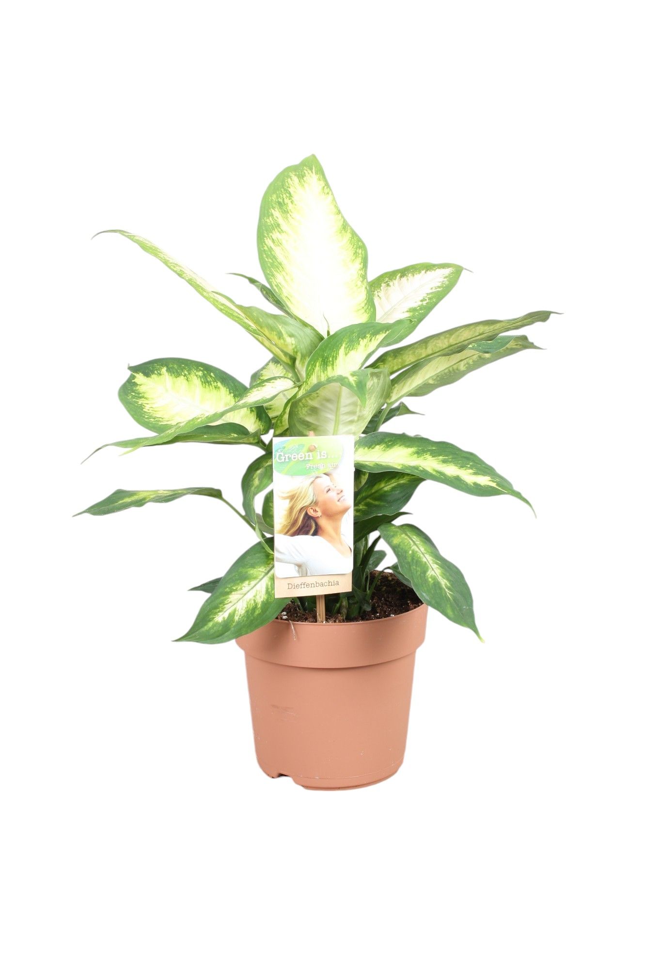 Dieffenbachia Camilla, D 17