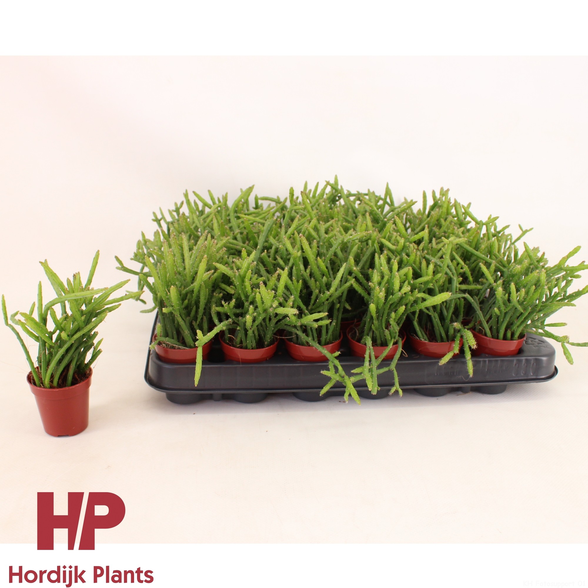 Selenicereus wercklei 5,5cm, D 5,5